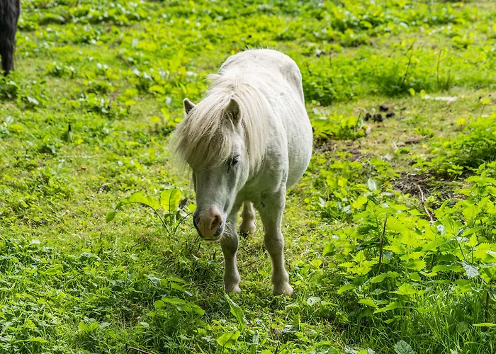Hay Barn 別荘 Burton in Lonsdale